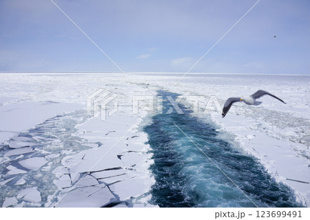 砕氷船の航跡と流氷とカモメ 123699491