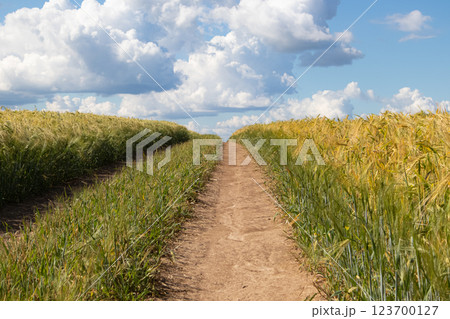 A landscape with a dirt road running through a barley field on a sunny summer day. 123700127