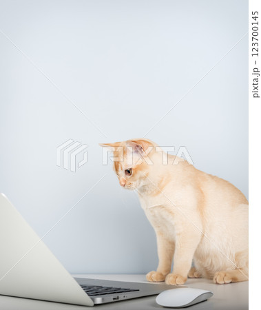 Cat works on computer at home or in office. Cat works on computer at home or in office. 123700145