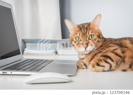 Cat works on computer at home or in office. 123700146