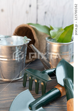 The gardener's tools. Growing seedlings, spring gardening at home. 123700162