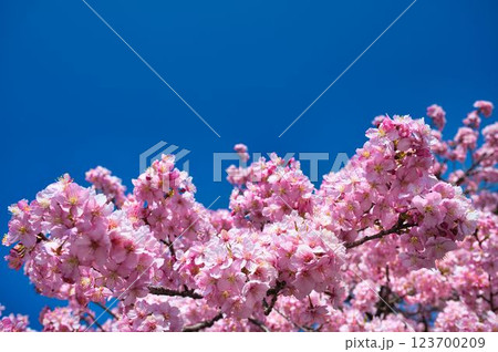 満開の河津桜と青空 満開の河津桜と青空 123700209