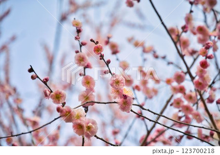 薄いピンクがキュートな梅の花 123700218