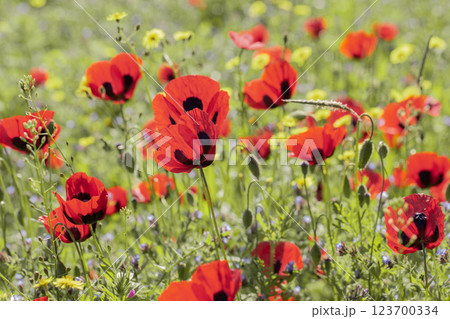 Bright red poppies in full bloom under the sun, surrounded by lush green grass and yellow wildflowers Bright red poppies in full bloom under the sun, surrounded by lush green grass and yellow wildflowers 123700334