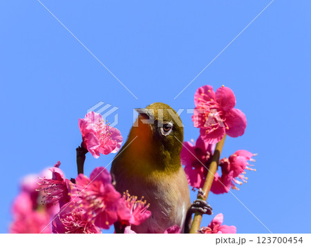 ピンク色の梅の花に囲まれたメジロ ピンク色の梅の花に囲まれたメジロ 123700454
