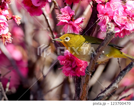 ピンク色の梅の花に囲まれたメジロ 123700470