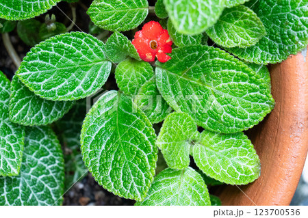 A bright red flower stands out amidst rich, textured green leaves, showcasing nature's beauty. 123700536