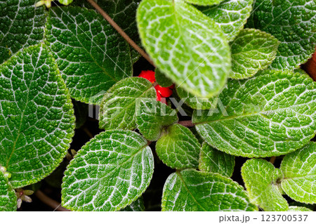 A striking red flower emerges amidst a sea of healthy green leaves, showcasing nature's beauty. 123700537