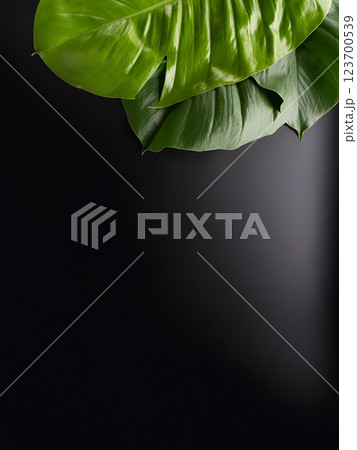 Lush green leaves sit against a sleek black background, enhancing a tranquil spa atmosphere. 123700539