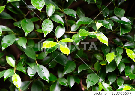 Vibrant green leaves glisten, highlighting a lush ecosystem that supports sustainability. Vibrant green leaves glisten, highlighting a lush ecosystem that supports sustainability. 123700577