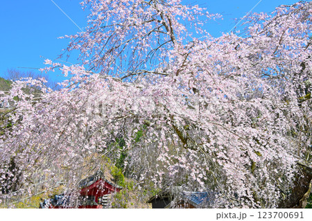 松平郷高月院の華やかなしだれ桜 松平郷高月院の華やかなしだれ桜 123700691