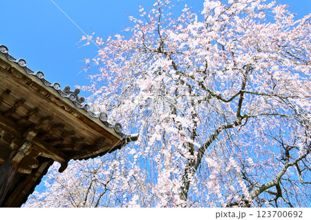 枝振りが見事な 安長寺の枝垂れ桜 枝振りが見事な 安長寺の枝垂れ桜 123700692