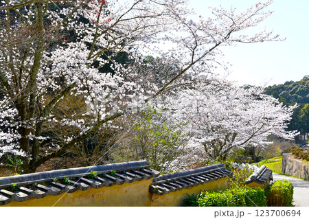 松平郷 室町塀と満開の桜 松平郷 室町塀と満開の桜 123700694