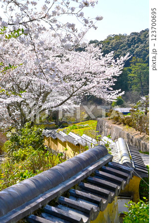松平郷　室町塀と満開の桜 123700695