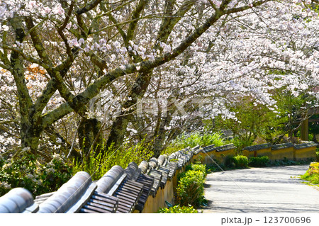 松平郷 室町塀と満開の桜 松平郷 室町塀と満開の桜 123700696