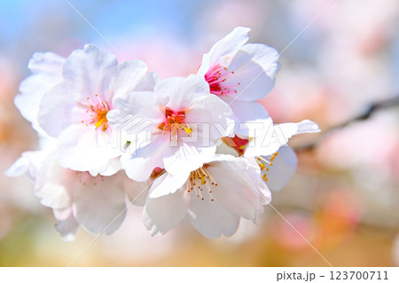 松平郷高月院の綺麗なしだれ桜 松平郷高月院の綺麗なしだれ桜 123700711