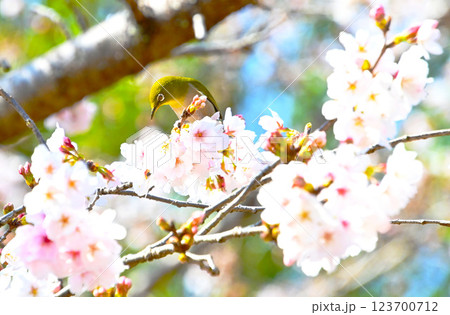 桜の花とメジロ 123700712
