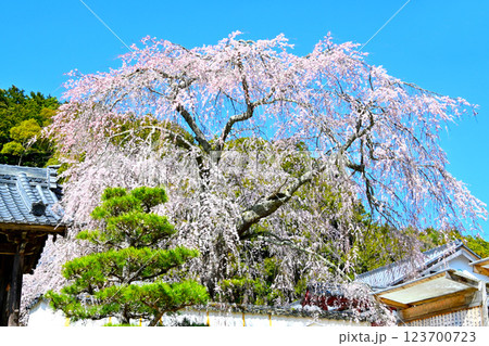 松平郷高月院の華やかなしだれ桜 123700723