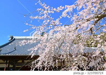 松平郷高月院の華やかなしだれ桜 松平郷高月院の華やかなしだれ桜 123700724
