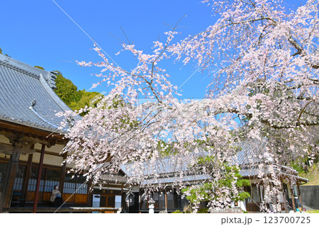 松平郷高月院の華やかなしだれ桜 松平郷高月院の華やかなしだれ桜 123700725