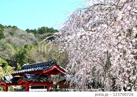 松平郷高月院の華やかなしだれ桜 松平郷高月院の華やかなしだれ桜 123700726