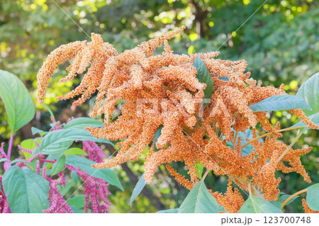 Amaranthus caudatus of yellow color. Growing protein-rich grains in rustic garden. Blurred effect background. Gardening. Countryside garden. Amaranthus caudatus of yellow color. Growing protein-rich grains in rustic garden. Blurred effect background. Gardening. Countryside garden. 123700748
