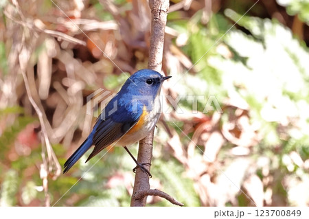 ルリビタキ オス ルリビタキ オス 123700849
