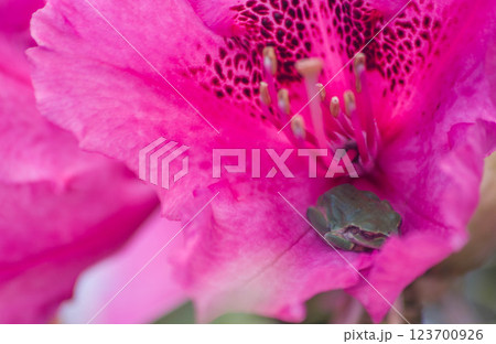 童話のカエル 童話のカエル 123700926