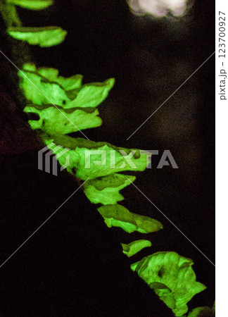 ツキヨタケ 123700927