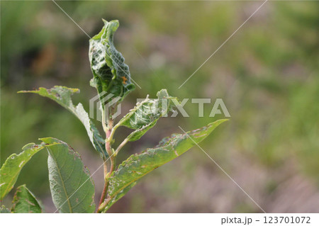 Leaves damage by insects. Plant damaged by pests. Leaves damage by insects. Plant damaged by pests. 123701072
