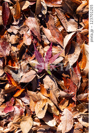 秋　どんぐりとモミジの落ち葉 123701205