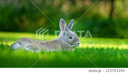 A gray rabbit lies on fresh green grass, enjoying a peaceful moment in nature, with a soft blurred background creating a tranquil springtime atmosphere. 123701293