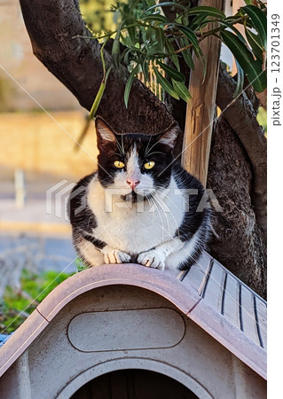 Black and white homeless cat with yellow eyes rests on top of doghouse under tree in relaxed yet alert posture Black and white homeless cat with yellow eyes rests on top of doghouse under tree in relaxed yet alert posture 123701349