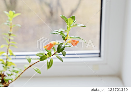 Young sprouts demonstrate steady progress, progress nurtured by soft daylight, progress encouraging consumption of indoor greenery Young sprouts demonstrate steady progress, progress nurtured by soft daylight, progress encouraging consumption of indoor greenery 123701350