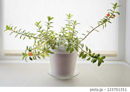 Vibrant houseplant with lush green leaves and delicate orange flowers in white ceramic pot, placed on bright windowsill with soft natural light Vibrant houseplant with lush green leaves and delicate orange flowers in white ceramic pot, placed on bright windowsill with soft natural light 123701351