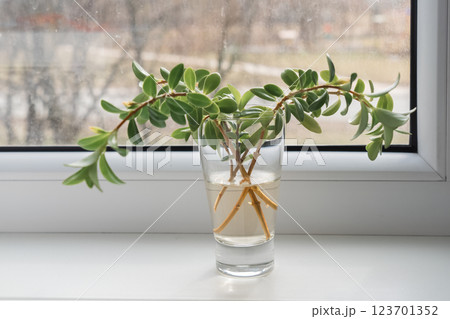 Cuttings thrive on bright windowsill, windowsill providing gentle warmth, windowsill fueling subtle root growth, creating easy-care home gardening 123701352