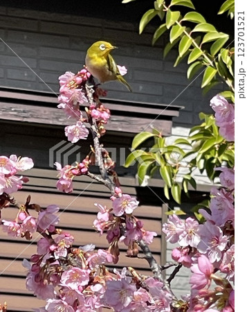 早咲きの桜とさえざるメジロ 123701521
