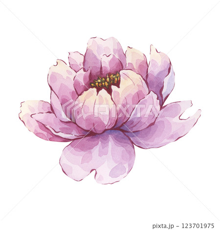 Pink peony flower with subtle watercolor details. Hand-painted watercolor illustration. Isolated element is ideal for home decor, feminine branding, floral stationery 123701975
