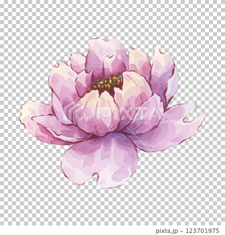Pink peony flower with subtle watercolor details. Hand-painted watercolor illustration. Isolated element is ideal for home decor, feminine branding, floral stationery 123701975