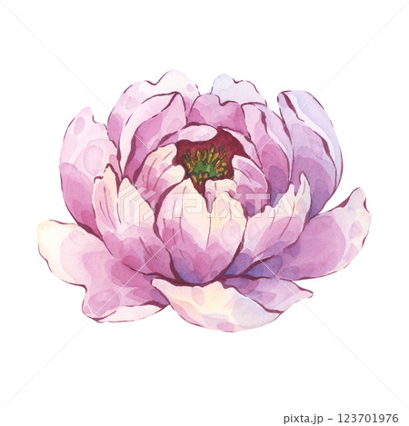 Pink peony flower watercolor hand-painted art Pink peony flower watercolor hand-painted art 123701976