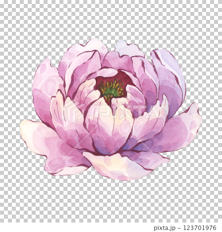 Pink peony flower watercolor hand-painted art Pink peony flower watercolor hand-painted art 123701976