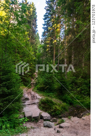 Scenic forest path surrounded by lush greenery, sunlight filtering through trees, perfect for hiking 123701978