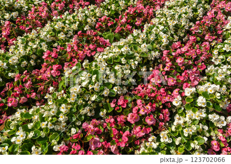 Begonia Flowers Texture Background, Street Bed Pattern, Blooming Plants on Summer Street 123702066