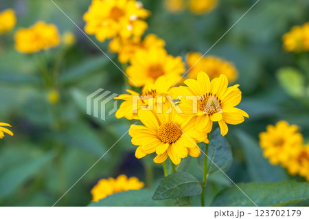 Heliopsis helianthoides flowers, yellow false sunflowers, smooth oxeye blossom, rough oxeye Heliopsis helianthoides flowers, yellow false sunflowers, smooth oxeye blossom, rough oxeye 123702179