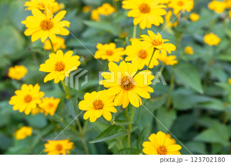 Heliopsis helianthoides flowers, yellow false sunflowers, smooth oxeye blossom, rough oxeye 123702180