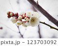 春を告げる梅の花 123703092