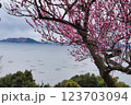 桜咲く 123703094