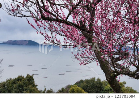 桜咲く 123703094