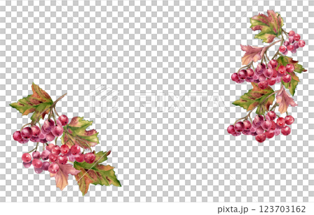 Viburnum berry frame in watercolor with red fruits and colorful autumn leaves isolated. Hand drawn botanical tree branches and red berries frame for autumn designs invitation, rustic fall decor. Viburnum berry frame in watercolor with red fruits and colorful autumn leaves isolated. Hand drawn botanical tree branches and red berries frame for autumn designs invitation, rustic fall decor. 123703162