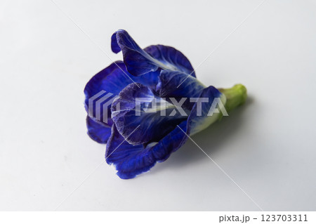 Close up of Butterfly pea flower on white background. 123703311